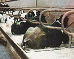 cow mats
