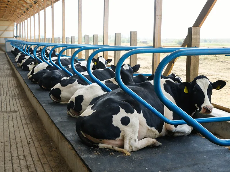 Cow mats, dog matting and mats for all types of animals